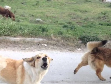 Βόλος: Αθλήτρια έπεσε θύμα άγριας επίθεσης από αδέσποτα ζώα (φωτο- βίντεο)